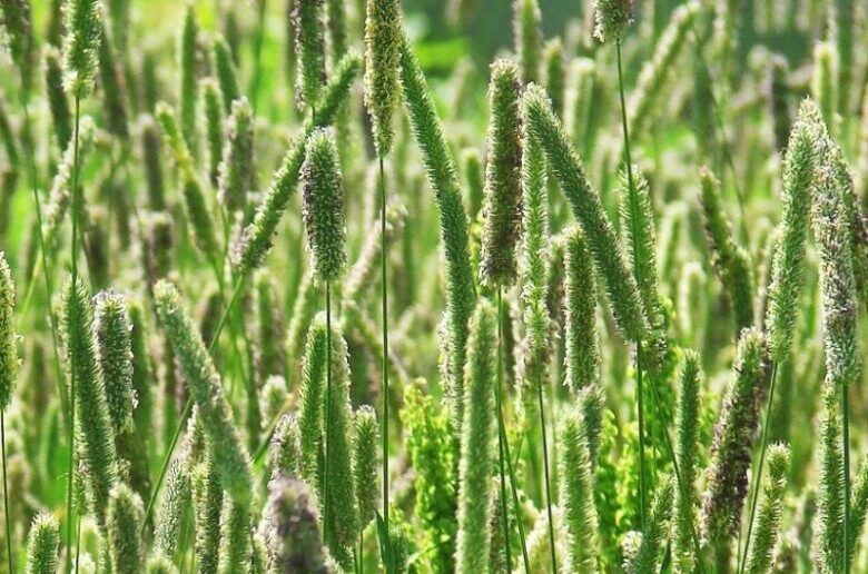 газонная трава тимофеевка мелколистная
